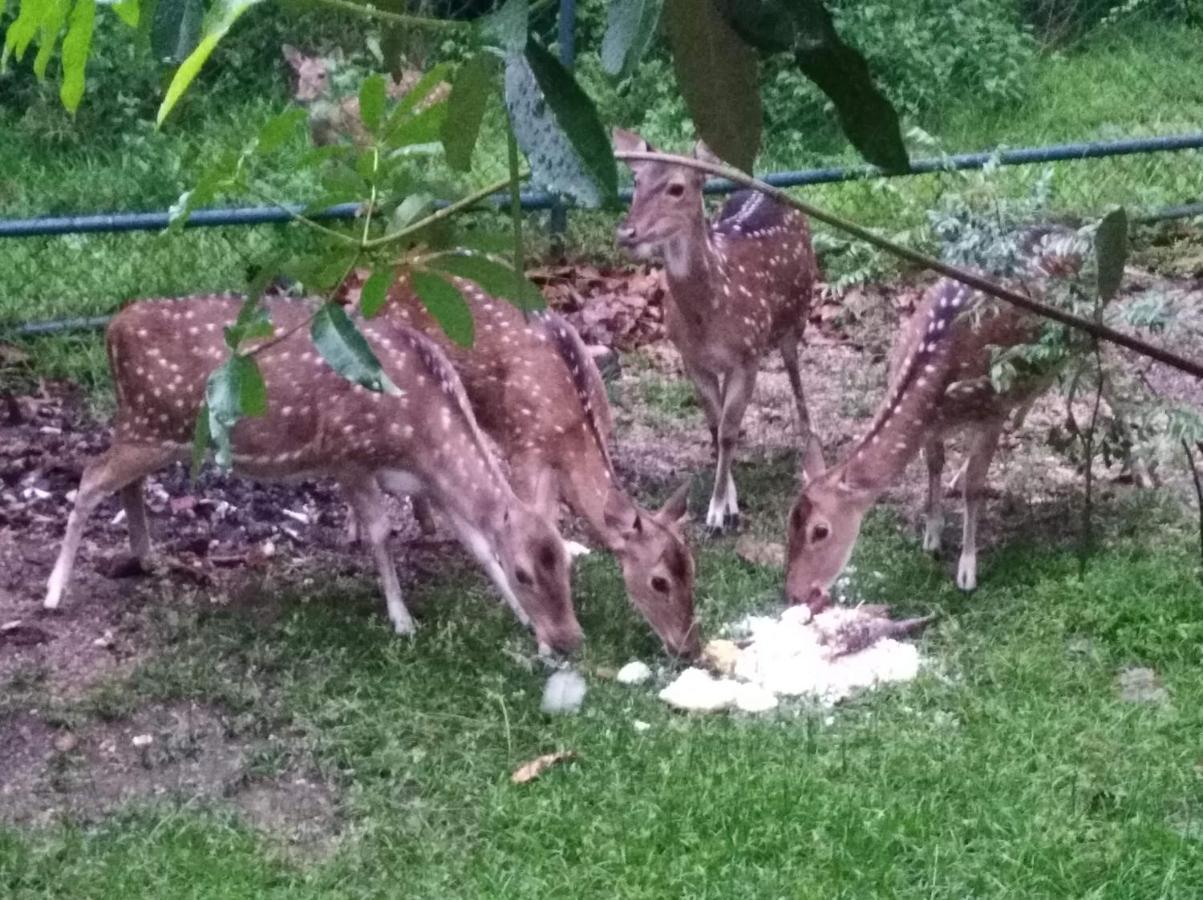 Deer Garden Guest Hotel Polonnaruwa Eksteriør billede