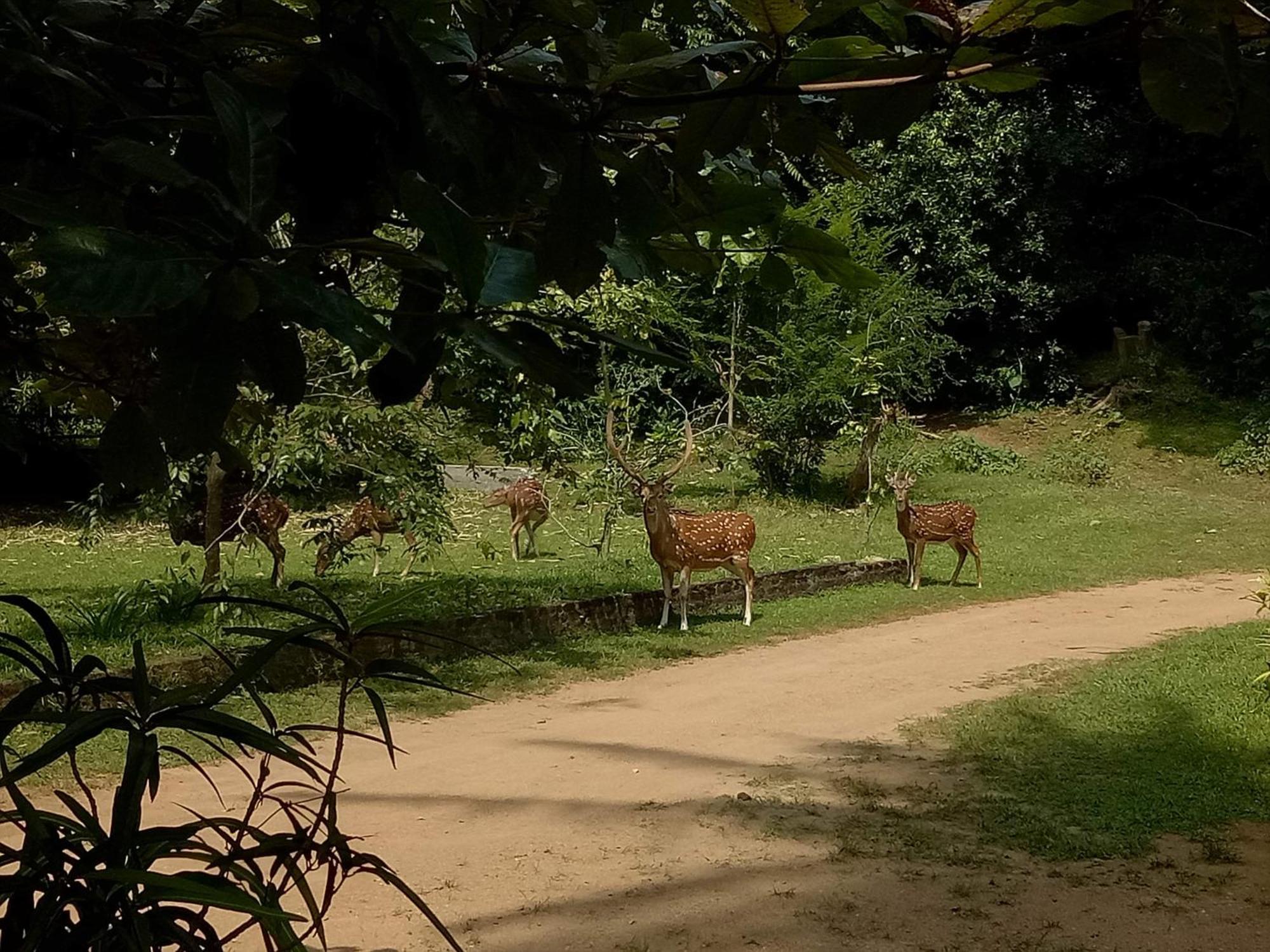 Deer Garden Guest Hotel Polonnaruwa Eksteriør billede